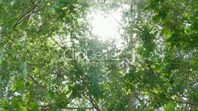 Glance/view at the sun through treetops