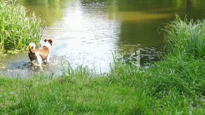 someone is playing with a dog on a pond or river