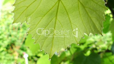 close up of a wine leaf with morning dew