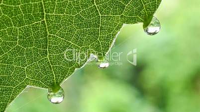 close up of a wine leaf with morning dew