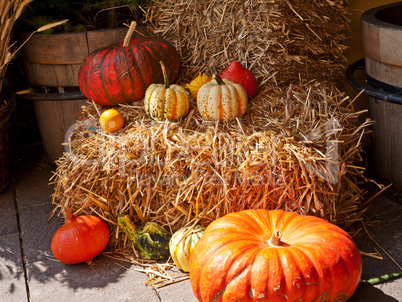 Still life pumpkins