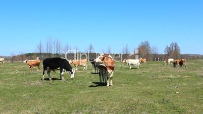 cows on the pasture