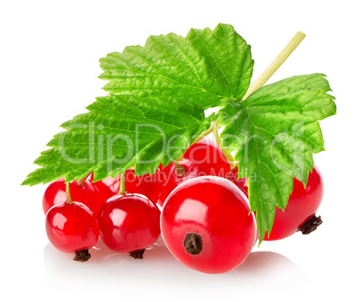 Branch of red currant