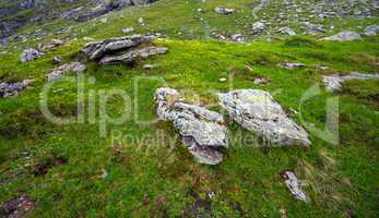 Green grass with yellow flowers between mountain stones