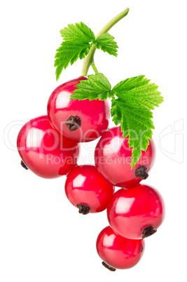 Red currant