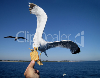 Saegull feeding