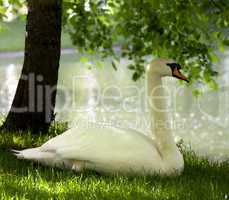 Mute swan on grass
