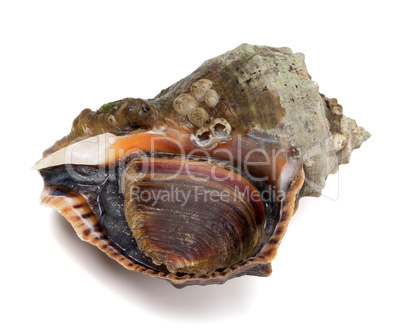 Veined rapa whelk on white background