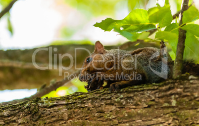 Close-up of gray squirrel on branch holding nut