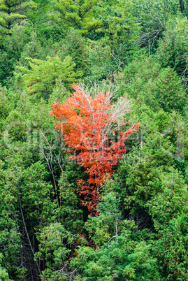 Single red tree in green forest
