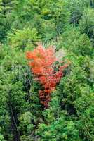 Single red tree in green forest