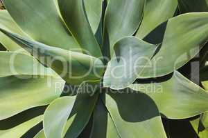 Agave