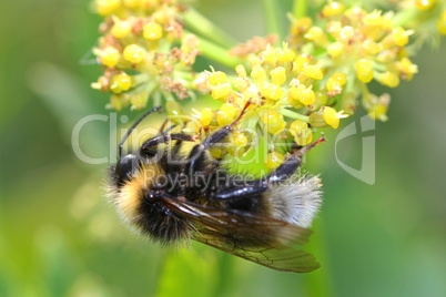 Hummel an Liebstöckel