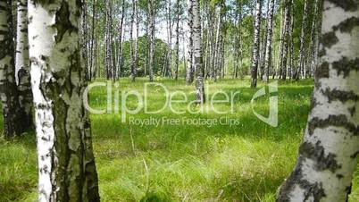 Trunks of birch trees in summertime