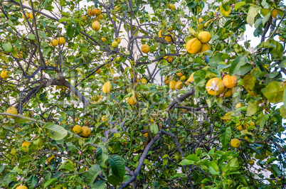 Tree lemon blossom with its foliage and fruit lemons in springti