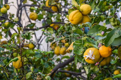 Tree lemon blossom with its foliage and fruit lemons in springti