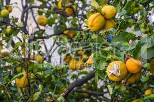 Tree lemon blossom with its foliage and fruit lemons in springti