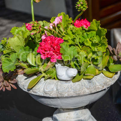 Stone basin with geranium, plants, water and bird