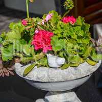 Stone basin with geranium, plants, water and bird