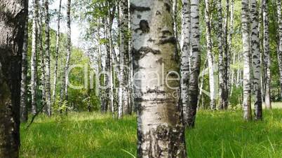 Trunks of birch trees in summertime