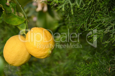 Focus on 2 ripe yellow  lemons on the tree with leaves and folia
