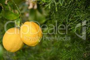 Focus on 2 ripe yellow  lemons on the tree with leaves and folia