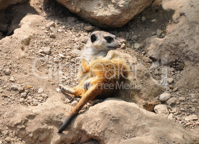 Erdmännchen (Suricata suricatta)