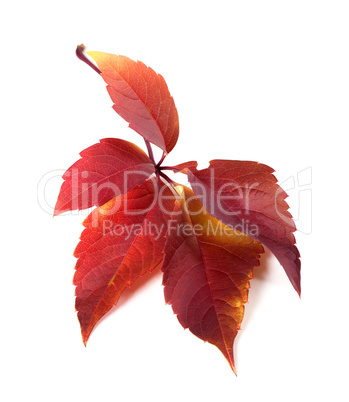 Red autum virginia creeper leaf