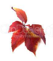 Red autum virginia creeper leaf