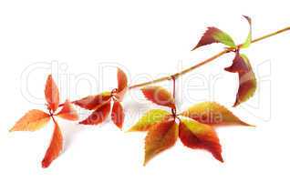 Multicolor autumnal grapes leaves