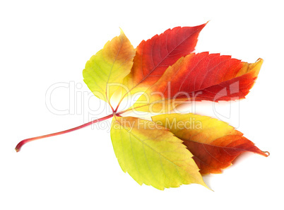 Autumn grapes leaf on white background.