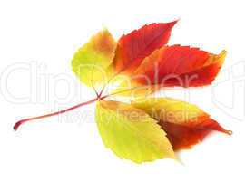 Autumn grapes leaf on white background.