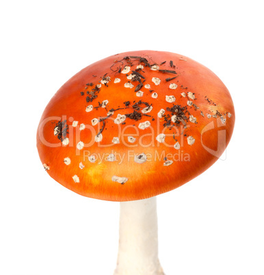 Red amanita muscaria mushroom with pieces of dirt
