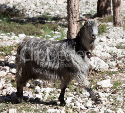 Goat at sun day