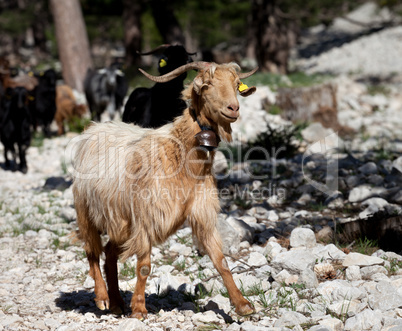 Goats in forest