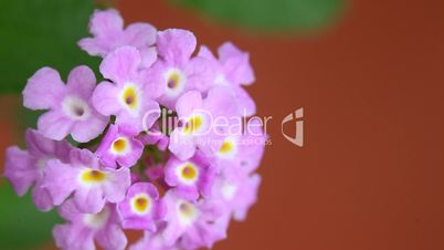 Micro shot Flower