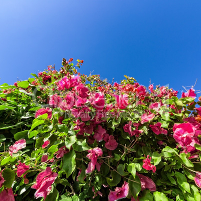 Beautiful Bush Pink Flowers with Blue Sky Background