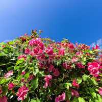 Beautiful Bush Pink Flowers with Blue Sky Background