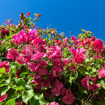 Beautiful Bush Pink Flowers with Blue Sky Background