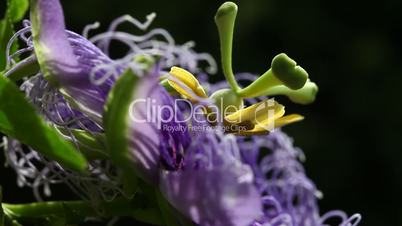 Micro shot Flower