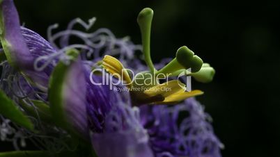 Micro shot Flower
