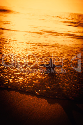 Starfish on the sand at sunset