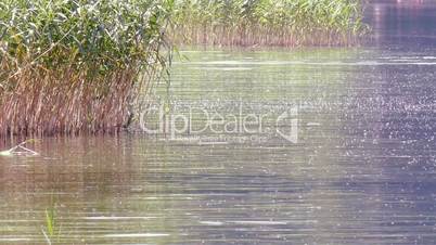 reeds at the edge of a lake