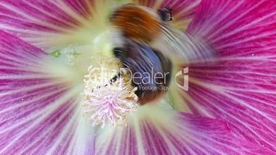 A bumble bee collecting nectar