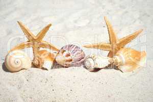 Muscheln und Seesterne liegan am Strand