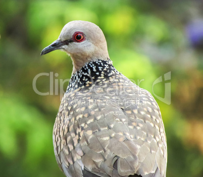 confused common-Indian-dove
