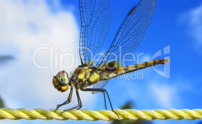 Dragonfly plastic rope sky background