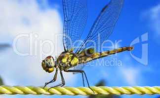 Dragonfly plastic rope sky background