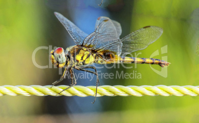 Dragonfly plastic rope green background