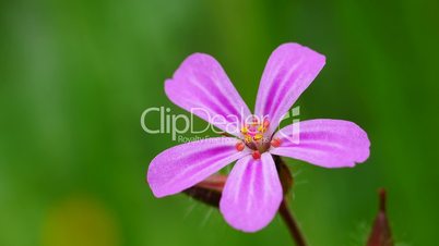 Ruprechtskraut (Geranium robertianum),